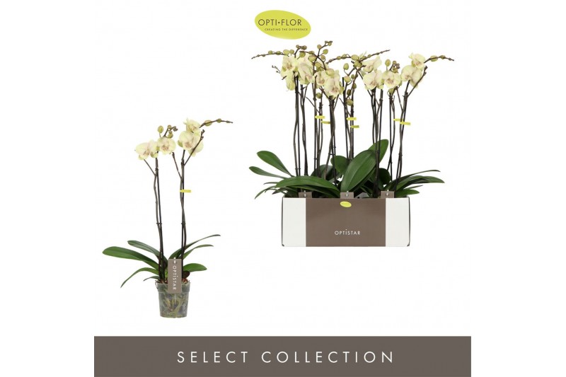 Phalaenopsis geel 2 tak optistar turner 