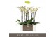 Phalaenopsis geel 2 tak optistar turner 