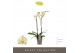 Phalaenopsis geel 2 tak optistar turner 