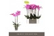 Phalaenopsis midi maro 2 tak 