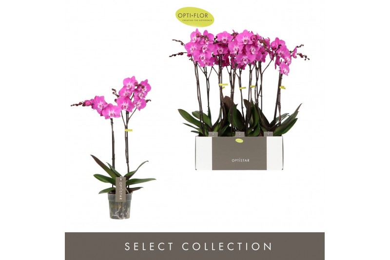 Phalaenopsis midi maro 2 tak 