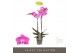 Phalaenopsis midi maro 2 tak 