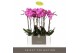 Phalaenopsis midi maro 2 tak 