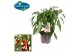 Capsicum annuum peper pick&joy hot chili red 