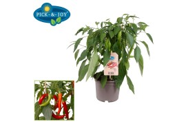 Capsicum annuum peper pick&joy hot chili red