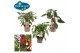 Capsicum annuum peper pick&joy hot chili red 