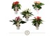 Anthurium andr. mix champion 555 4 bl. 