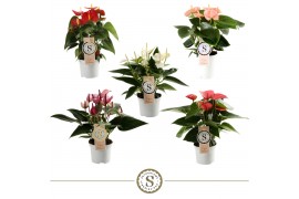 Anthurium andr. mix champion 555 4 bl.