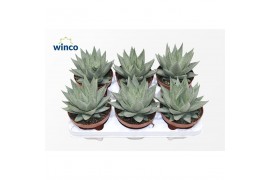 Aloe Savannah
