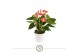 Anthurium andr. livium orange 
