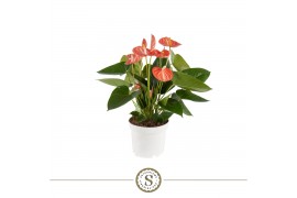 Anthurium andr. livium orange