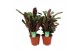 Ctenanthe mix amabilis/amagris 