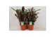 Ctenanthe mix amabilis/amagris 