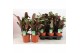 Ctenanthe mix amabilis/amagris 