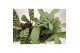 Ctenanthe mix amabilis/amagris 