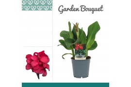 Canna cannova rose