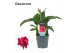 Canna cannova rose decorum 