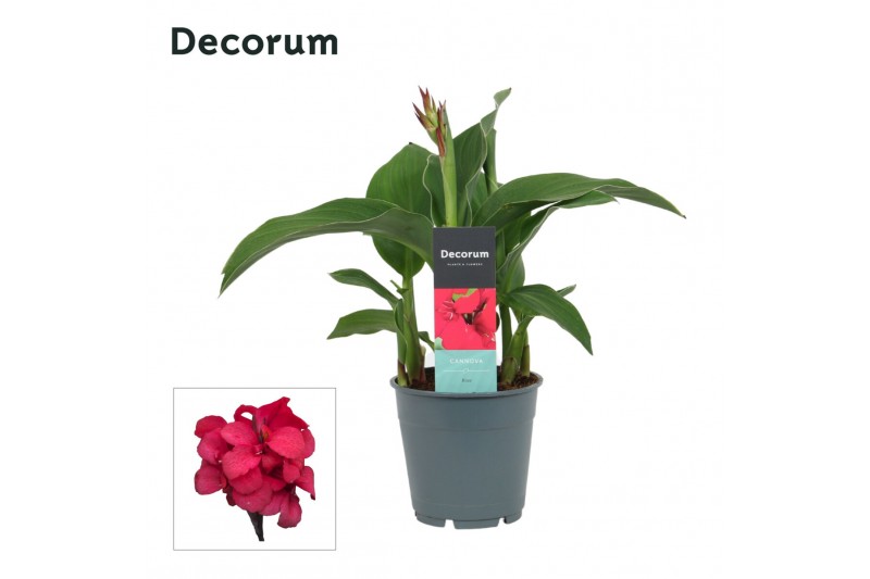 Canna cannova rose decorum 