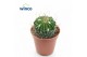 Cactus Echinofossulocactus Multicostatus 