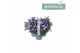 Campanula ambella lavender 3-pack addenda 