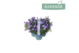 Campanula ambella lavender 3-pack addenda