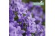 Campanula ambella lavender 3-pack addenda 