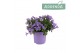 Campanula ambella lavender ton sur addenda 