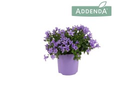 Campanula ambella lavender ton sur addenda
