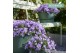 Campanula ambella lavender ton sur addenda 