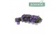 Campanula ambella lavender ton sur addenda 