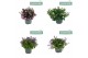 Campanula addenda mixkar Mixtray - 3/4 kleuren 