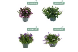 Campanula addenda mixkar Mixtray - 3/4 kleuren