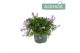Campanula addenda mixkar Mixtray - 3/4 kleuren 