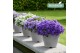 Campanula addenda mixkar Mixtray - 3/4 kleuren 