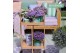 Campanula addenda mixkar Mixtray - 3/4 kleuren 