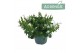 Campanula addenda mixkar Mixtray - 3/4 kleuren 
