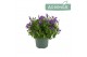 Campanula addenda mixkar Mixtray - 3/4 kleuren 