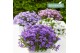 Campanula addenda mixkar Mixtray - 3/4 kleuren 