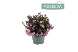 Campanula ambella pink addenda
