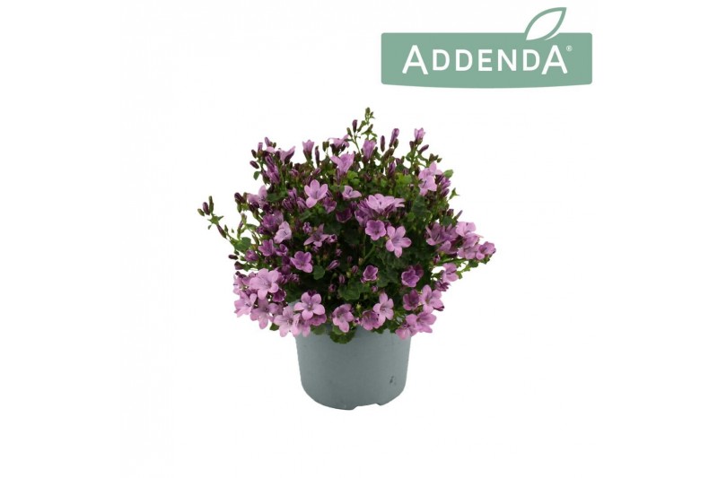 Campanula ambella pink addenda 
