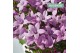 Campanula ambella pink addenda 