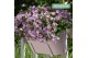 Campanula ambella pink addenda 