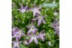 Campanula port. ambella intens purple Pink 3-Pack 