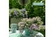 Campanula port. ambella intens purple Pink 3-Pack 