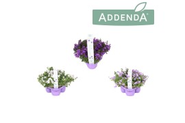 Campanula addenda mixkar 3-pack