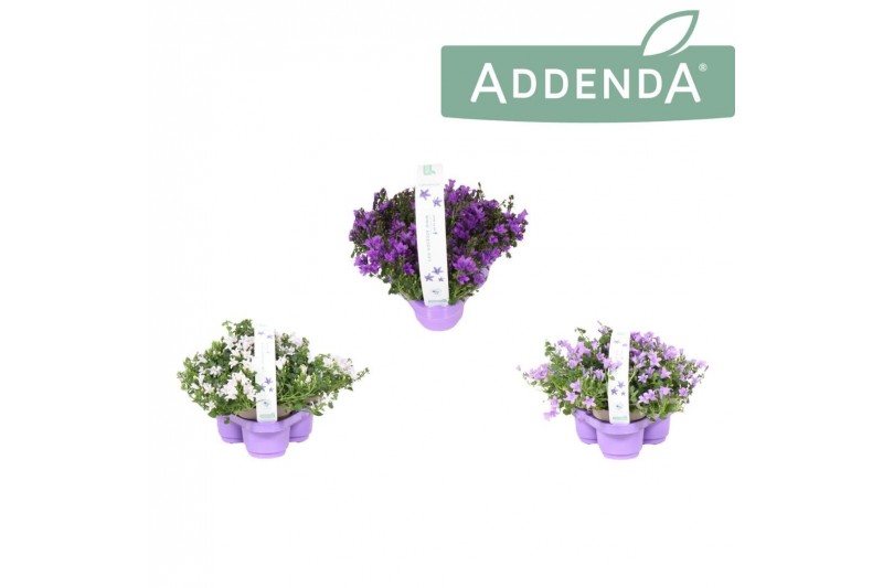 Campanula addenda mixkar 3-pack 
