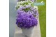 Campanula addenda mixkar 3-pack 