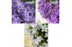 Campanula addenda mixkar 3-pack 