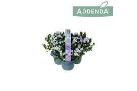 Campanula port. ambella white addenda 3-pack