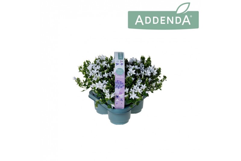 Campanula port. ambella white addenda 3-pack 